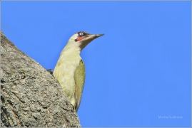 <p>ŽLUNA ZELENÁ (Picus viridis)</p>